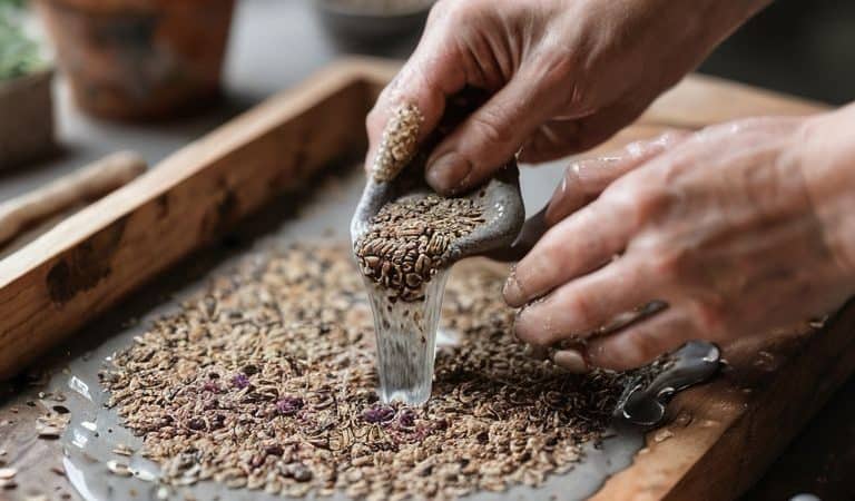 A Guide to Making Plantable Seed Paper