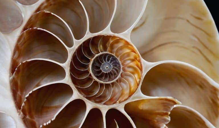 An Explainer: What Is the Golden Ratio in Design?